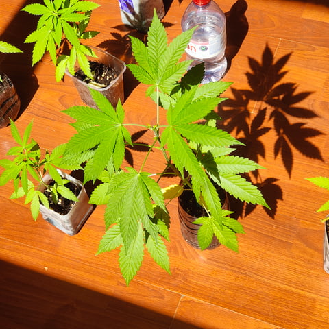 rsm — vegetative, day 56