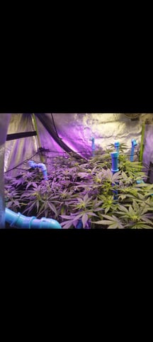 terminando primera semana de floración (5/9) — flower, day 1