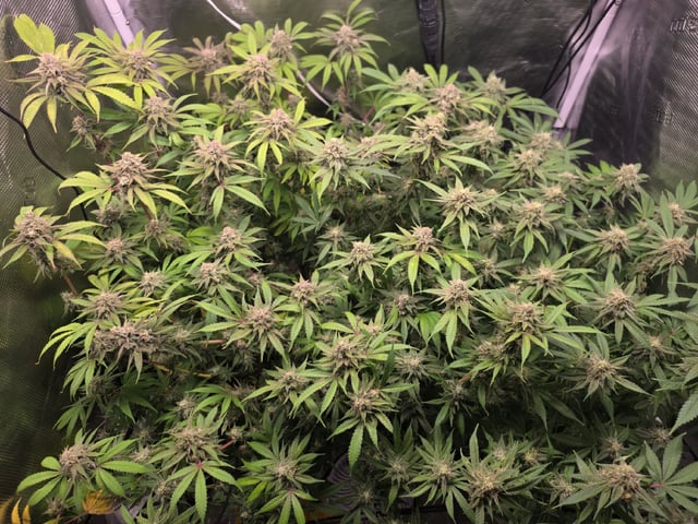 Blue Dream Feminized  — flower, day 142