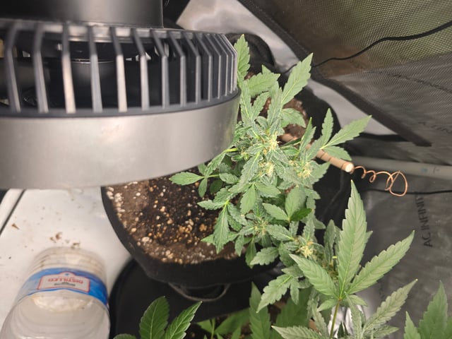 Durban Poison — flower, day 71