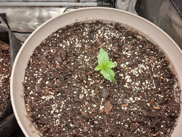 9lbhammer feminized  — vegetative, day 8