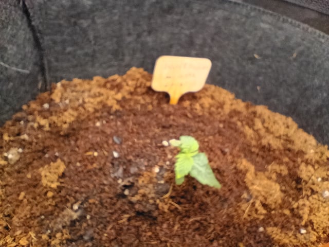 1st Grow Eva — seedling_rooting, day 8