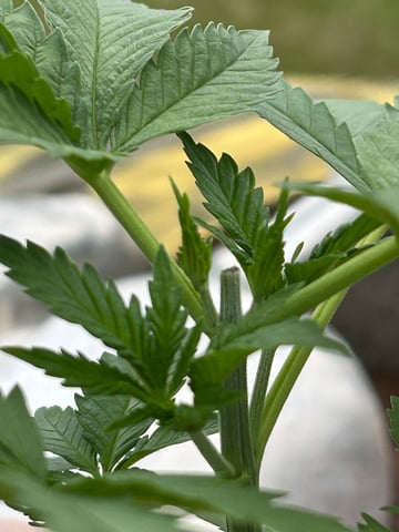 White Widow Twins — vegetative, day 32