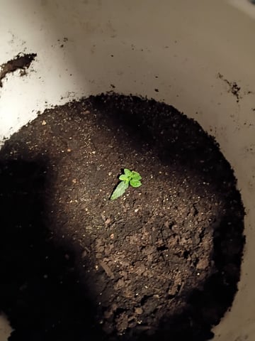 first grow — seedling_rooting, day 167