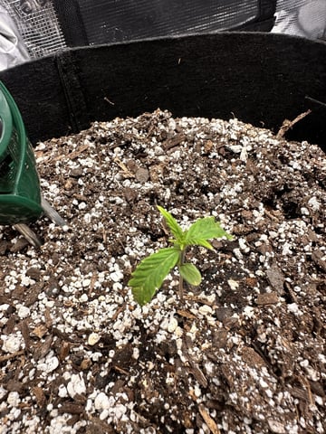 Gorilla Cookies — 1st Grow — vegetative, day 15
