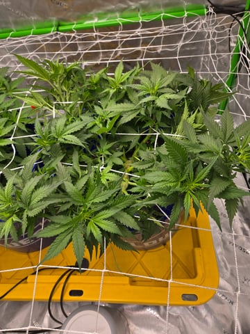 Fastbuds Autoflower Run — vegetative, day 40