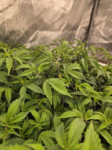 Dante's Inferno Rerun — vegetative, day 89