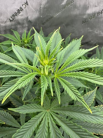 White Russian — flower, day 58