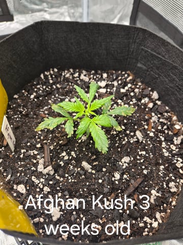 1st grow — vegetative, day 19