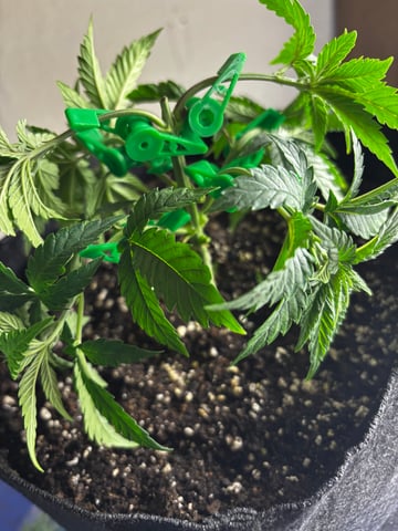 Outdoor Grow — vegetative, day 28