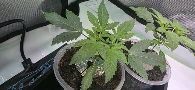 Girl Scout Cookies  — vegetative, day 28