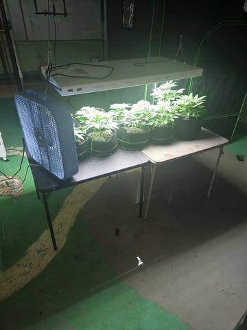 2nd Autoflower Indoor Grow — vegetative, day 27