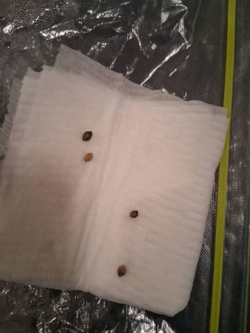 Free Seeds — germination, day 3