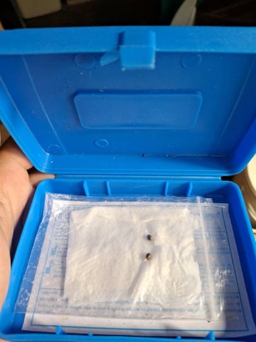 1st Grow - ROYAL MOBY (indoor)(photop.) — vegetative, day 18