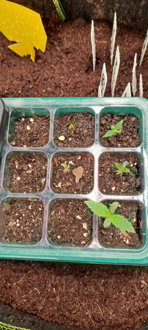 First Grow with the new setup  — seedling_rooting, day 4