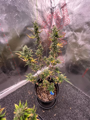 3autos and 2 fem  — flower, day 30