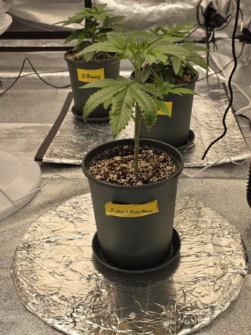 2026 Photoperiods — vegetative, day 35