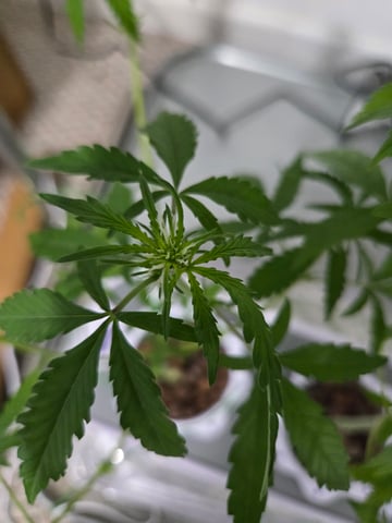 1st Grow — flower, day 55