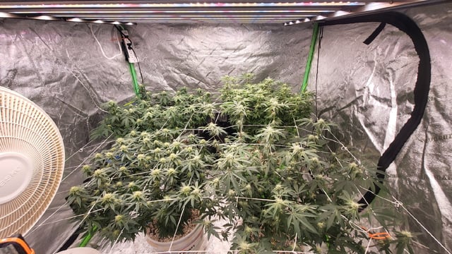 1st grow indoors(cardboard box to 2x2x4 to 5x5x6) — flower, day 107