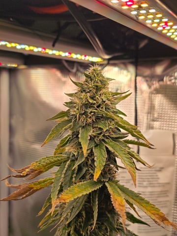Northern lights #10 2nd plant (Selkies) — flower, day 88