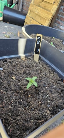 Purple Haze Autoflower — vegetative, day 23