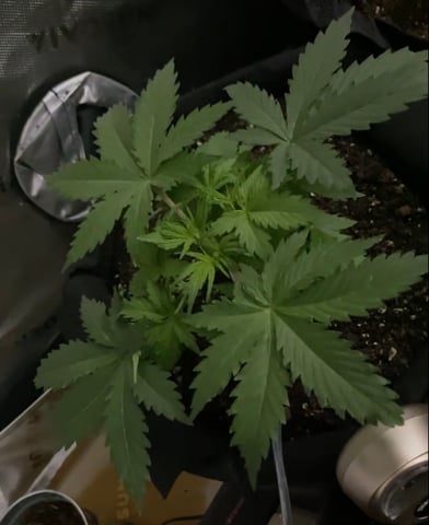 Bruce Banner (Auto) — vegetative, day 18