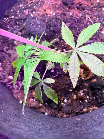 mixing it up — none, day 2