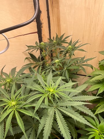 CMA  — flower, day 50