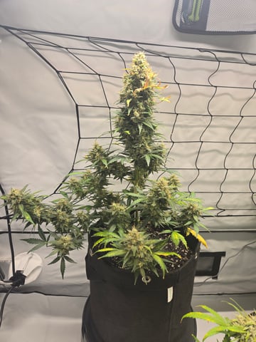 2nd Grow 3x5 tent — flower, day 74