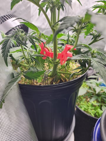 Mephisto Apple Crush in Nature's Living Soil  — vegetative, day 38