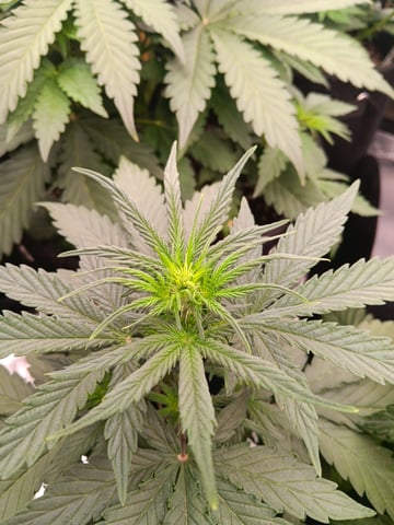 Pickle Rick — vegetative, day 15