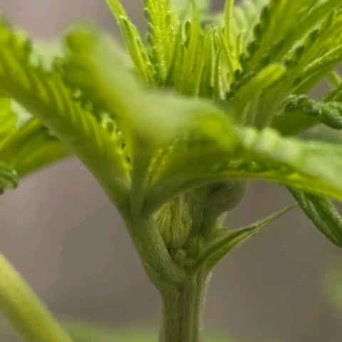 1st indoor grow 8 smaller plan t s — vegetative, day 45