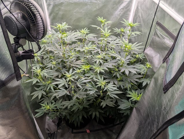 Exotic Genetix Donut Holes & Holiday Special 2025 — flower, day 15