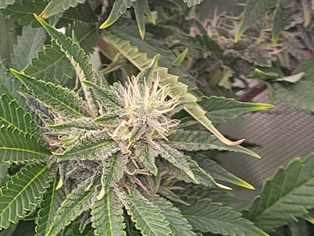 clones — flower, day 72