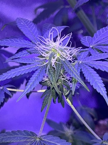 First attempt grow 😶‍🌫️ — flower, day 105