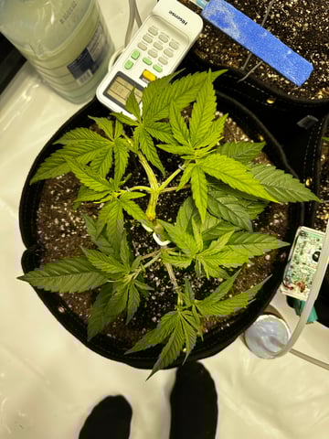 XJ-13 x Pennywise — vegetative, day 14