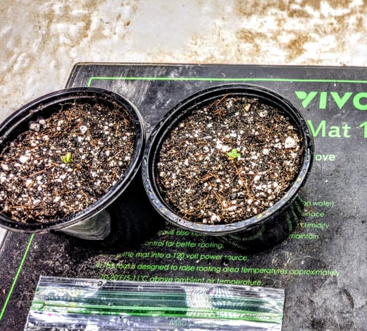 SGC & GWS — grow_setup, day 1