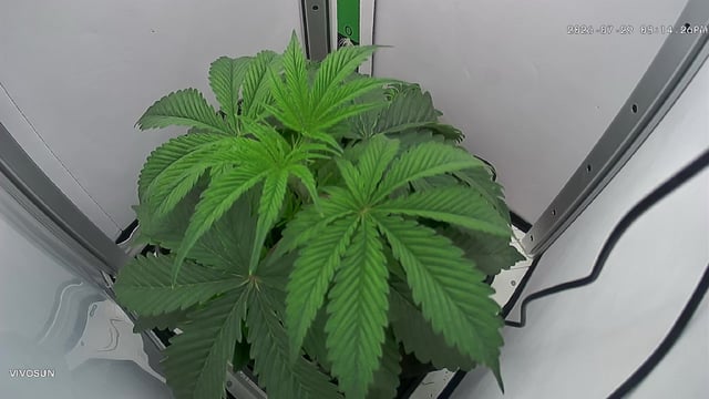 Blue Dream