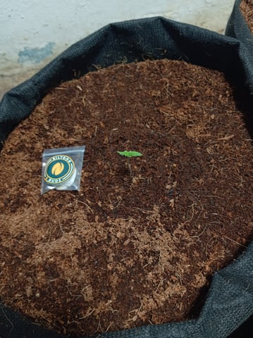 Blackberry Moonrocks  — seedling_rooting, day 11