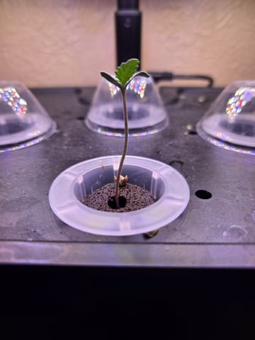 Pineapple Express — seedling_rooting, day 1