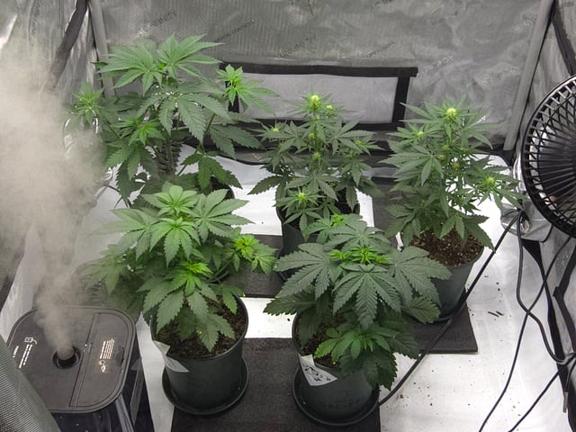 Homegrown - 🍒 🥧 & GSC Auto, 🚀 Seeds 🍌 Buttercups  — flower, day 35