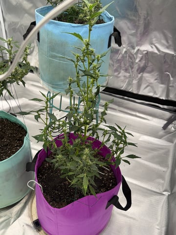 First Run — flower, day 91