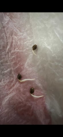 OG Kush — flower, day 139