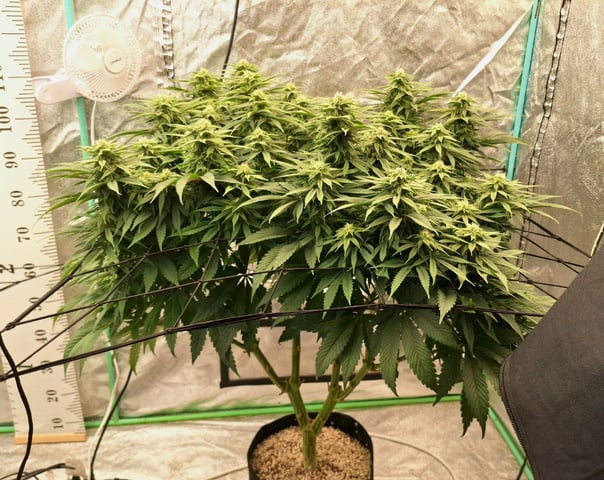 Gorilla Girl Autopot — flower, day 138