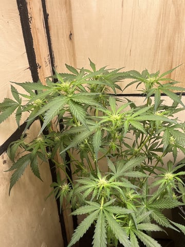 easy bud auto & nothern lights auto — flower, day 42