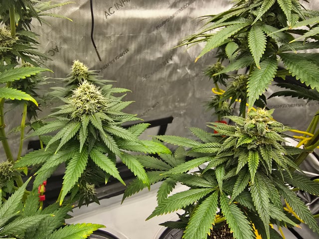 Homegrown - 🍒 🥧 & GSC Auto, 🚀 Seeds 🍌 Buttercups  — flower, day 74