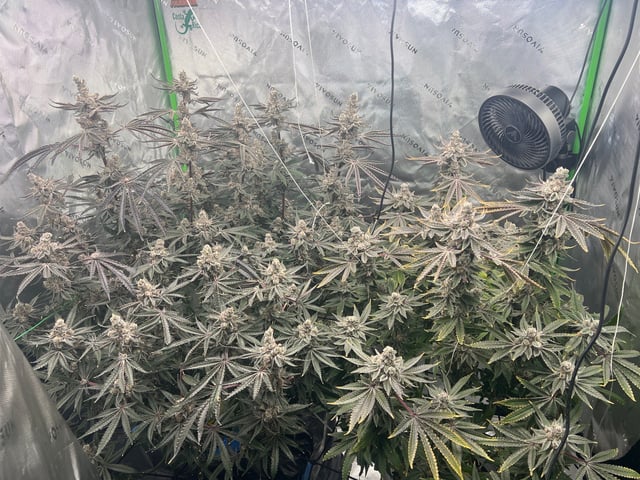 3rd grow 
