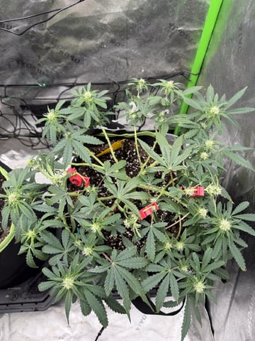 Midsummer Outdoor — flower, day 42