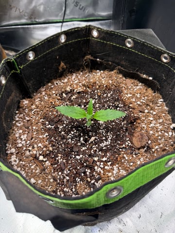 Blizzy Dropz By Z-Autoflower Genetics  — seedling_rooting, day 3