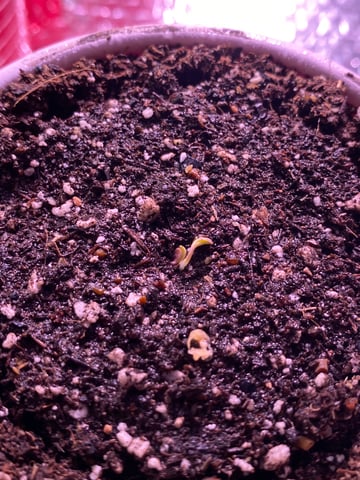 The White X Run Away Bride #3 — germination, day 5
